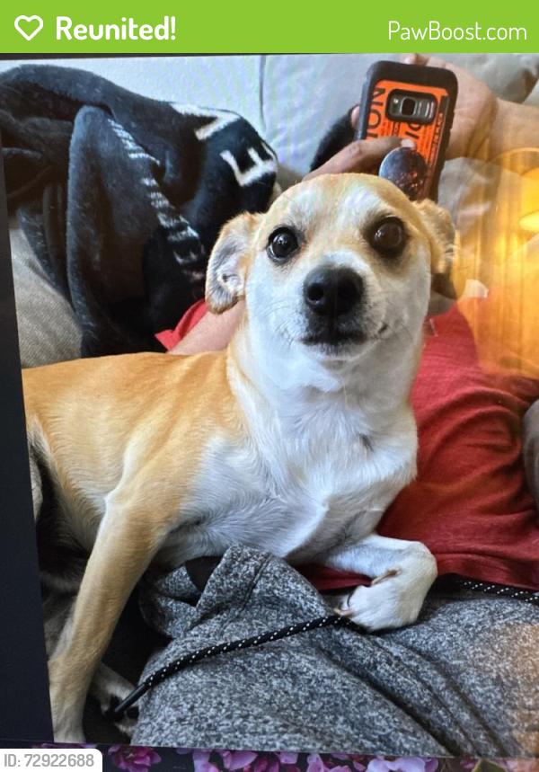 Reunited Male Dog last seen Near E 55th St, Los Angeles, CA 90011, USA, Los Angeles, CA 90011