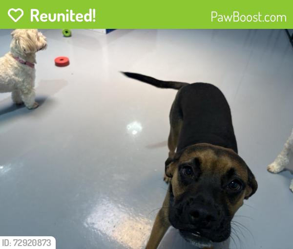 Reunited Female Dog last seen Thymewood apmts , Hialeah, FL 33015