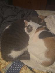 Reunited Female Cat last seen Midlothian high , Midlothian, VA 23114