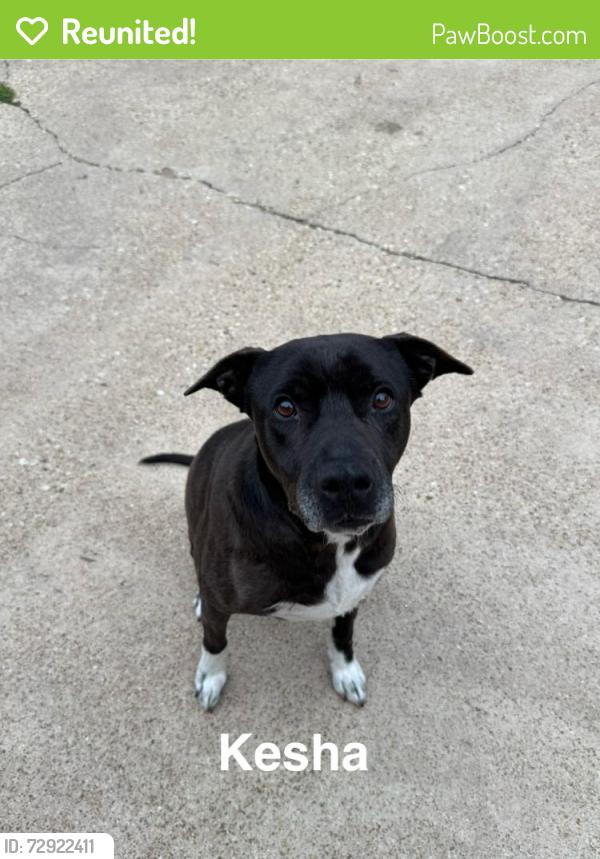Reunited Female Dog last seen Cooper, Washington, Arlington, TX 76011