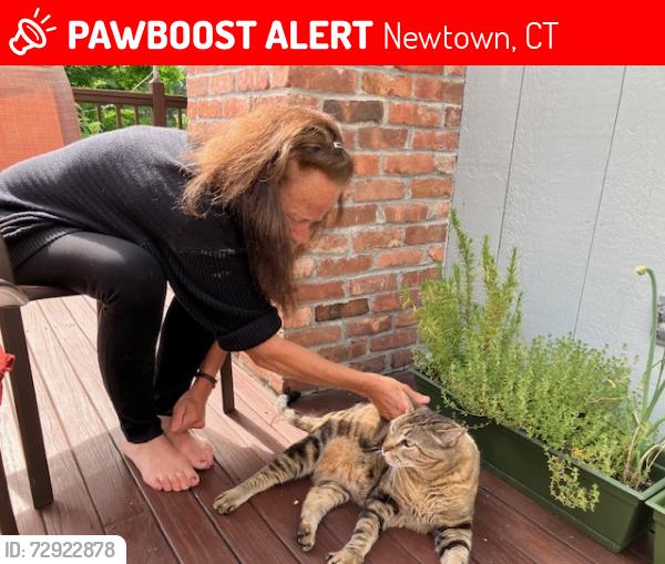 Lost Male Cat last seen  Poverty Hollow and Flatswamp Rd , Newtown, CT 06470