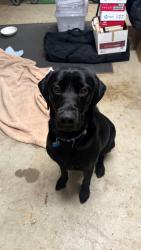 Reunited Male Dog last seen Bridlewood Blvd and Mustang Trail , Flower Mound, TX 75028