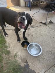 Found/Stray Male Dog last seen Arrow Highway and Gary Avenue, La Verne, CA 91773