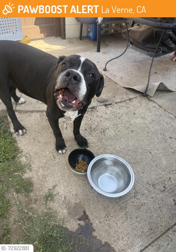 Found/Stray Male Dog last seen Arrow Highway and Gary Avenue, La Verne, CA 91773