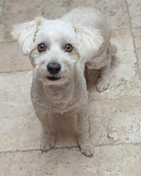 Reunited Female Dog last seen Empire and Hunt HWY, San Tan Valley, AZ 85142