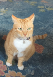 Reunited Female Cat last seen Grand/Mack, Detroit, MI 48214