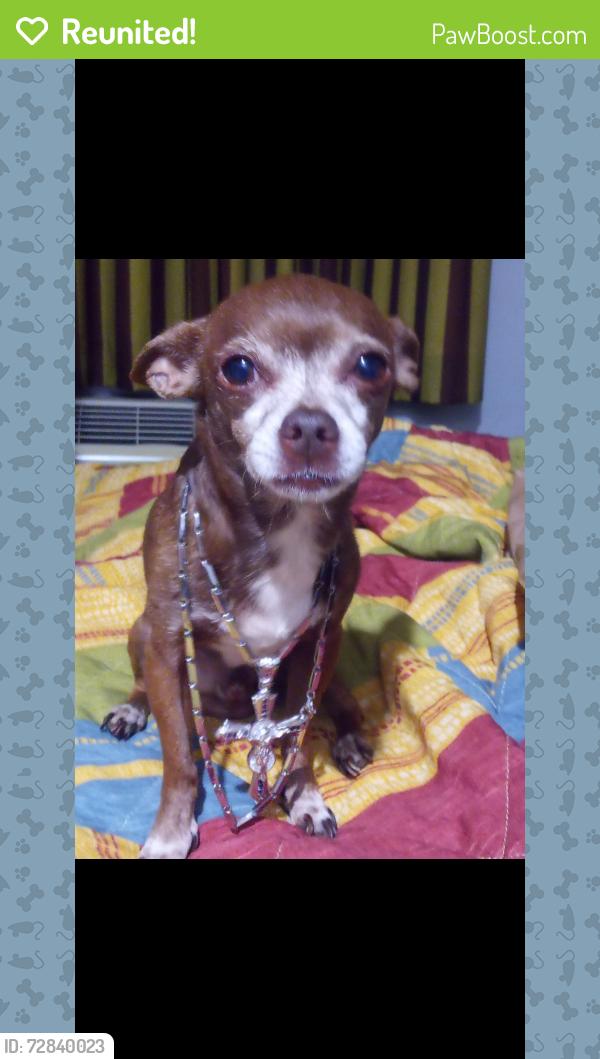 Reunited Male Dog last seen Elsegundo and san pedro, West Rancho Dominguez, CA 90061