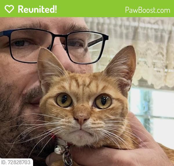 Reunited Female Cat last seen The Palms at Mesa, Mesa, AZ 85210