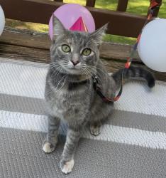 Lost Female Cat last seen Wyndbend Ln, Mint Hill NC, Mint Hill, NC 28227