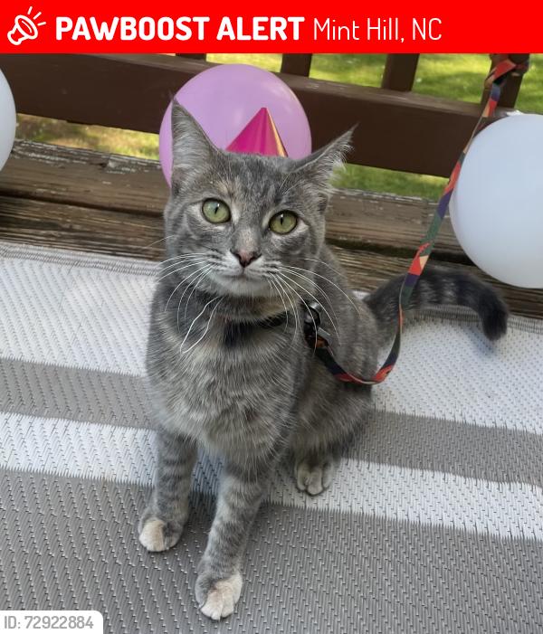 Lost Female Cat last seen Wyndbend Ln, Mint Hill NC, Mint Hill, NC 28227