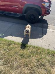 Found/Stray Male Dog last seen grouse crossing way, Modesto, CA 95355