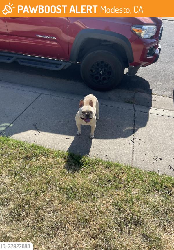 Found/Stray Male Dog last seen grouse crossing way, Modesto, CA 95355