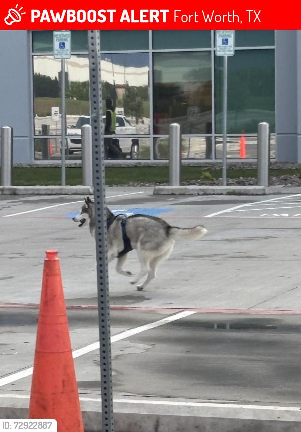Lost Unknown Dog last seen Near oak grove , Fort Worth, TX 76140