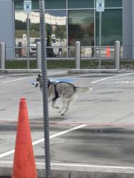 Lost Unknown Dog last seen Near oak grove , Fort Worth, TX 76140