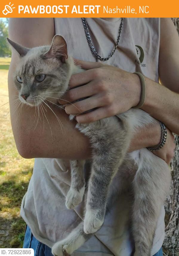 Found/Stray Female Cat last seen Near Old Bailey Highway, Nashville, NC 27856