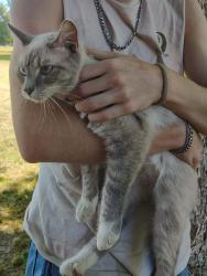 Found/Stray Female Cat last seen Near Old Bailey Highway, Nashville, NC 27856