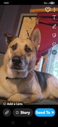 Reunited Male Dog last seen Near Triple Crown Dr, Richmond, TX 77406, USA, Richmond, TX 77406