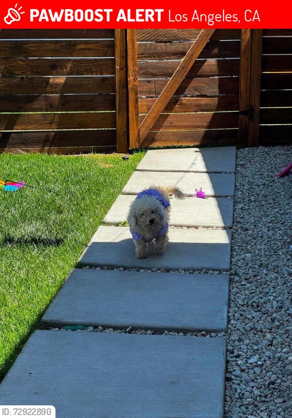 Lost Female Dog last seen Glenoaks cross Berg in Syar, Los Angeles, CA 91342