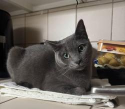 Lost Female Cat last seen Ridgewood area near whole foods, Raleigh, NC 27607