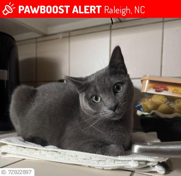 Lost Female Cat last seen Ridgewood area near whole foods, Raleigh, NC 27607