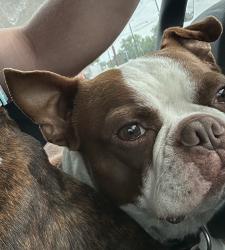 Reunited Male Dog last seen Boca Raton & Timberview Ct S, Fort Worth, TX 76112
