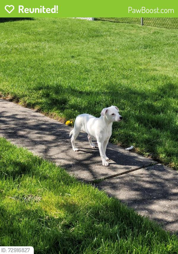 Reunited Female Dog last seen Evelyn Ave in wheeling moving around Bethlehem and elm grove , Wheeling, WV 26003