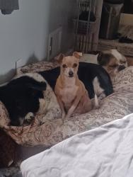 Reunited Female Dog last seen Phillips drive and Larson lane, Northglenn, CO 80233