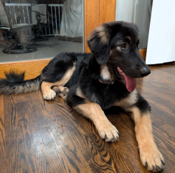 Reunited Female Dog last seen Old Swede rd, Douglassville, PA 19518
