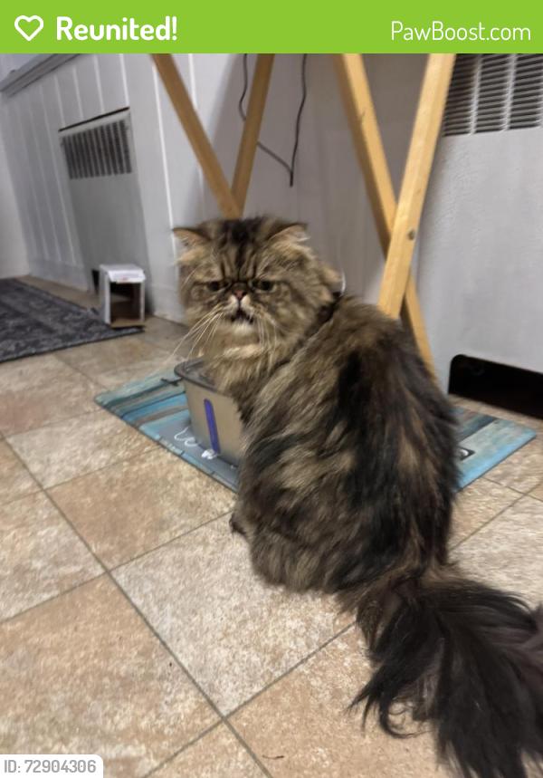 Reunited Male Cat last seen Lynwood & Grove, Verona, NJ 07044