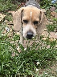 Found/Stray Male Dog last seen Near melrose ave nw , Roanoke, VA 24017