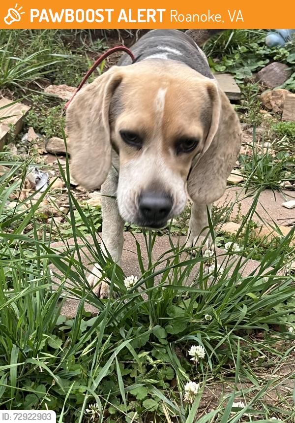 Found/Stray Male Dog last seen Near melrose ave nw, Roanoke, VA 24017