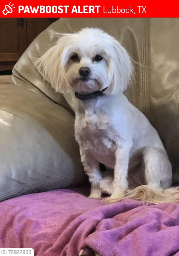 Lost Female Dog last seen Trailer hses and empty field , Lubbock, TX 79423