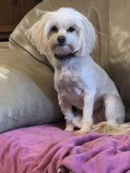 Lost Female Dog last seen Trailer hses and empty field , Lubbock, TX 79423