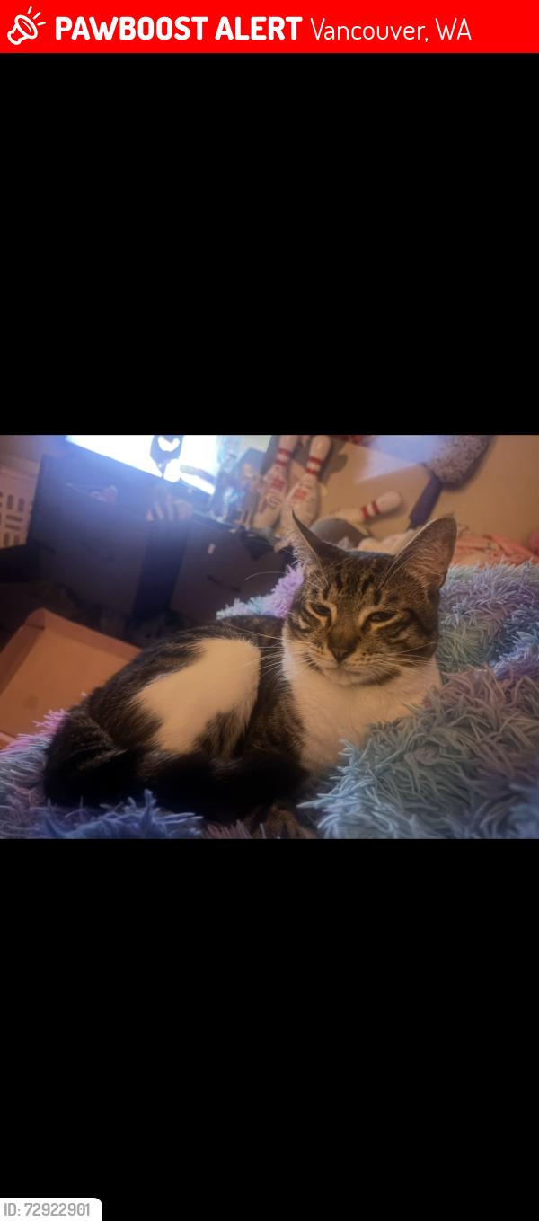Lost Male Cat last seen Near NE 12th St, Vancouver, WA 98664, Vancouver, WA 98664