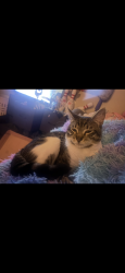 Lost Male Cat last seen Near NE 12th St, Vancouver, WA 98664, Vancouver, WA 98664