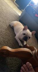 Reunited Male Dog last seen Coffee and floyd, Modesto, CA 95350