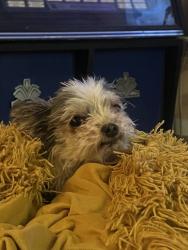 Reunited Female Dog last seen Near N Williams St, Denver, CO 80216, USA, Denver, CO 80216
