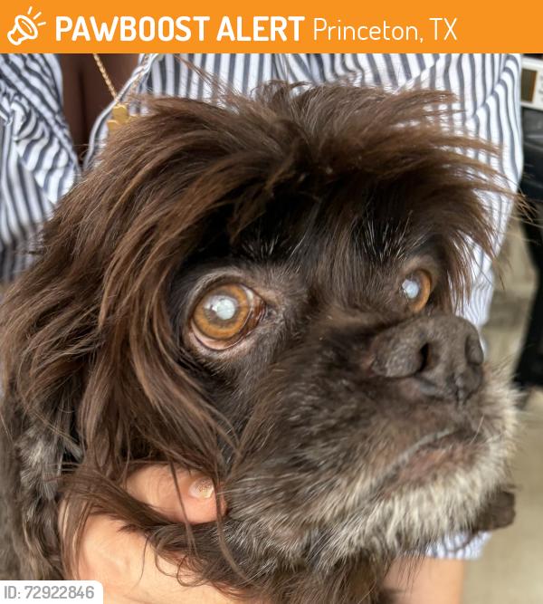 Found/Stray Female Dog last seen Cr 546, Princeton, Princeton, TX 75407