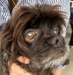 Found/Stray Female Dog last seen Cr 546, Princeton, Princeton, TX 75407