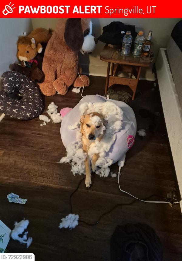 Lost Female Dog last seen Near n, Springville, UT 84663