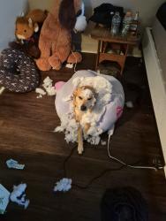 Lost Female Dog last seen Near n, Springville, UT 84663