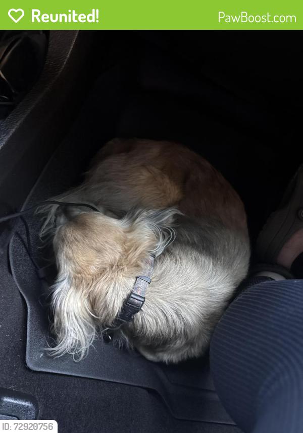 Reunited Male Dog last seen Near and stalemate cove, San Antonio, TX 78254