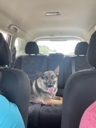 Lost Female Dog last seen 1th and ave D, Copperas Cove, TX 76522