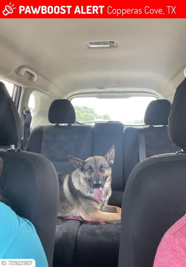 Lost Female Dog last seen 1th and ave D, Copperas Cove, TX 76522