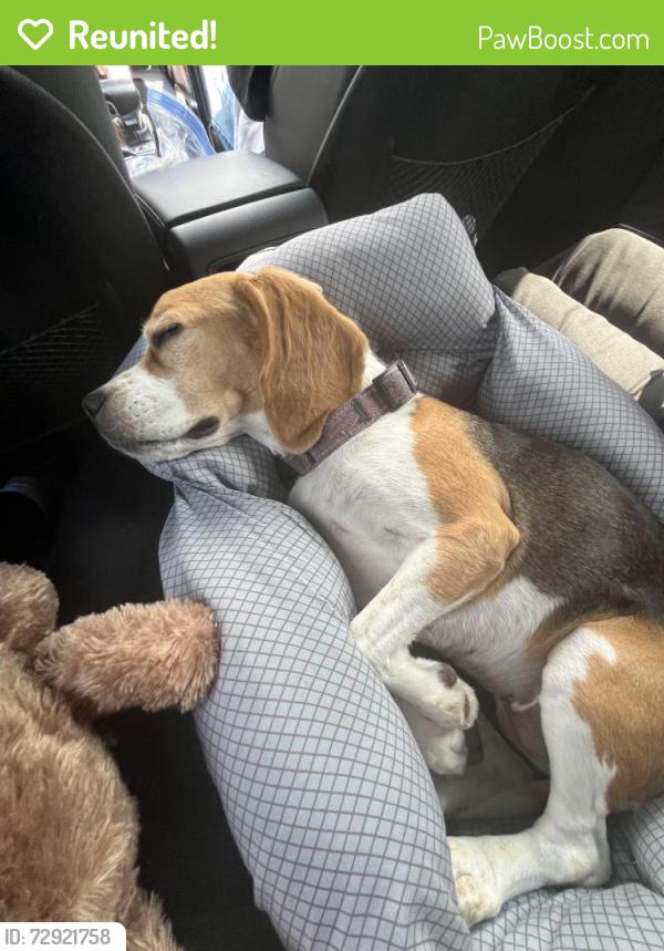 Reunited Female Dog last seen Meadow Arbor Ln, Brazoria County, TX 77583