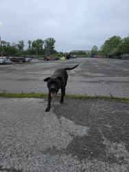 Reunited Male Dog last seen Near Lycoming mall Dr , Montoursville, PA 17754