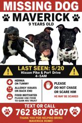 Lost Male Dog last seen Hixson pike , Middle Valley, TN 37343