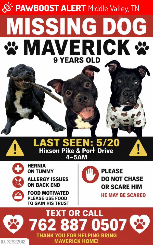 Lost Male Dog last seen Hixson pike , Middle Valley, TN 37343