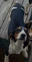 Reunited Female Dog last seen Meadow woods rd , Buffalo, SC 29321