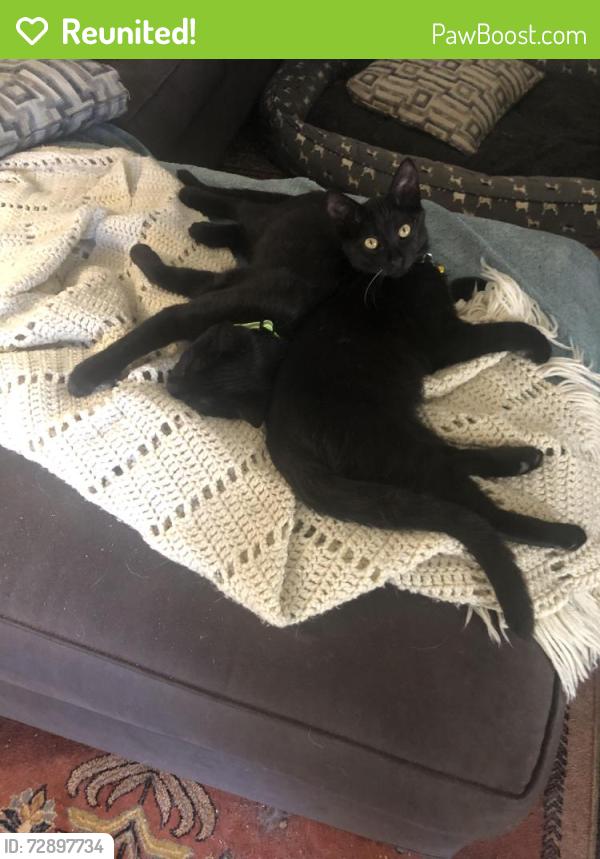 Reunited Male Cat last seen Hollywood Drive, Surfside Beach, SC 29575